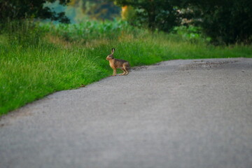 a brown field hare sits on an asphalt road next to fields Lepus europaeus