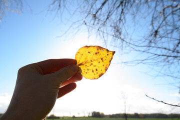 Human holds orange leaf. through you can see the strands of the leaf