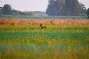 Naklejka na ściany i meble a roebuck stands in the evening sun with light and shade on a green field