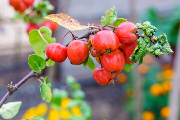 A bunch of crab apples 'evereste' growing on a branch in a garden. Selective focus. Selective focus
