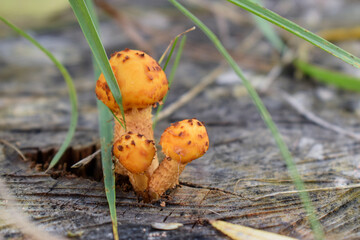 Forest yellow mushrooms on a natural background. High-quality photography