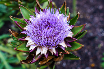 Close-up of a Globe Artichoke with purple flower growing in the ground