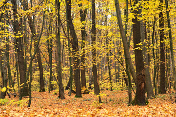 autumn in the forest