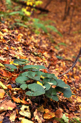 greens on autumn leaves