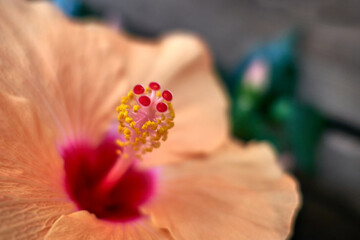 Nahaufnahme  einer orangen Hibiskus-Blüte, Griffel © reimax16