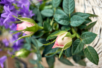 Arrangement mit zwei knospende Rosen