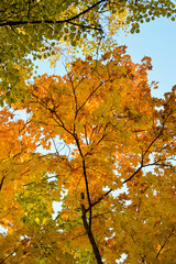 bright yellow kalena tree.nature calendar in autumn