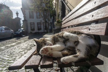 A cat is sitting on the bench and resting.