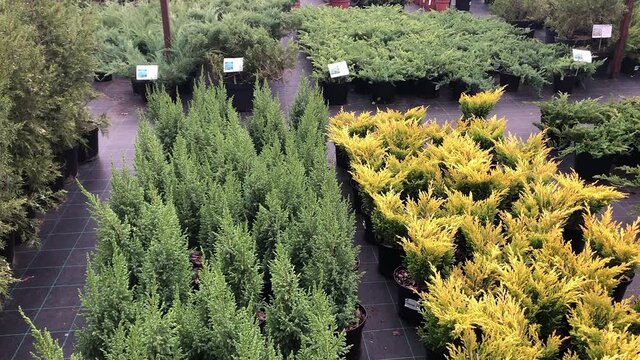 Autumn sale of spruce trees and shrubs in the plant nursery