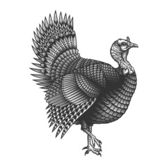 Turkey bird. Vector illustration of wild turkey in engraving technique.