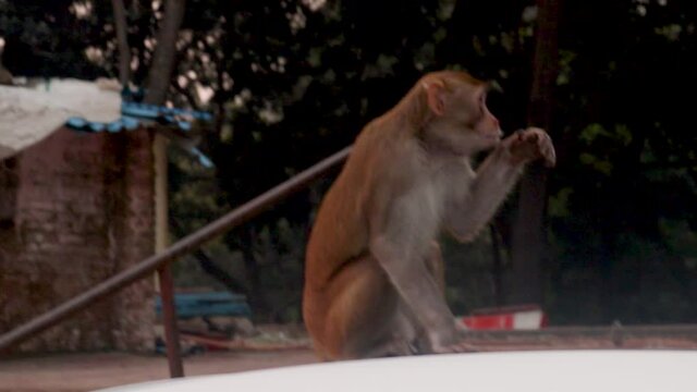 Funny video of Monkey Sneezing in winters. Cold Climate for animals.