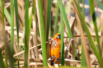 Red Bishop alongside a pond, among the reeds and building, weaving a nest