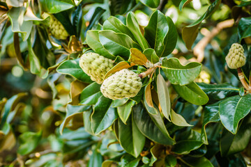 Magnolia grandiflora fruit with seeds close-up 