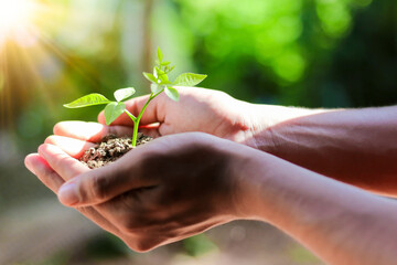 Hand holding small tree for planting. plant growing on soil. with sunlight. concept green world. nature conservation