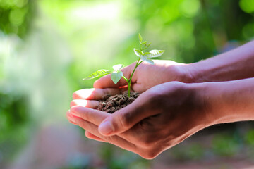 Hand holding small tree for planting. plant growing on soil. with sunlight. concept green world. nature conservation