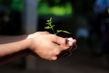 Hand holding small tree for planting. plant growing on soil. concept green world. nature conservation