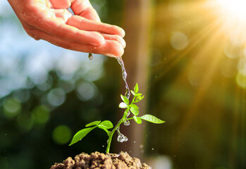 Hand nurturing and watering young plant on fertile soil with natural green background and sunlight....