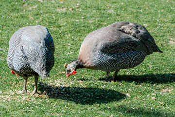 Helmeted Guineafowls (Numida meleagris) in park