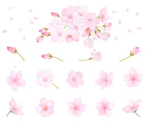 美しく華やかな桜の花と花びら舞い散る春の白バック背景ベクター素材イラスト