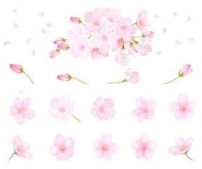 美しく華やかな桜の花と花びら舞い散る春の白バック背景ベクター素材イラスト © MerciArtworks