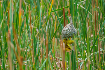 Masked-Weavwr bird builds a bird's nest