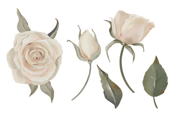 Hand drawn watercolor beige roses. Delicate set for creating invitations, patterns, fabrics, scrapbooking