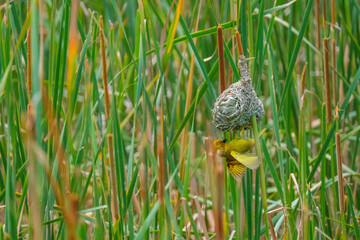 Masked-Weavwr bird builds a bird's nest