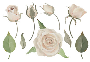 Hand drawn watercolor beige roses. Delicate set for creating invitations, patterns, fabrics, scrapbooking