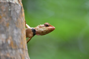 close up of a lizard