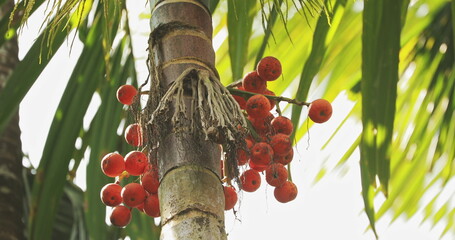 Goa, India. Areca Catechu Palm With Narcotic Nuts On Background Green Leaves