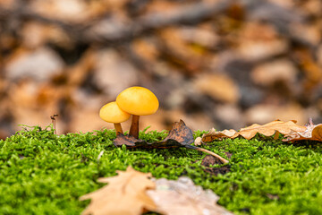 Two small beautiful mushrooms on a substrate of green moss and fallen leaves