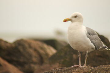 seagull on the rock