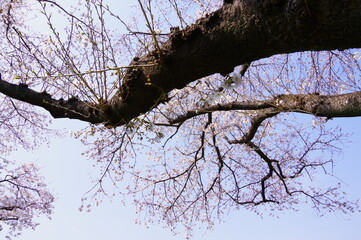 桜