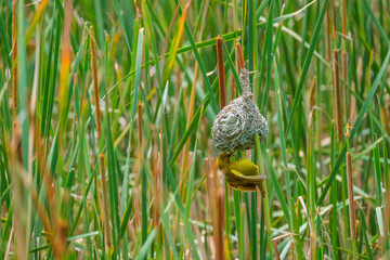 Masked-Weavwr bird builds a bird's nest