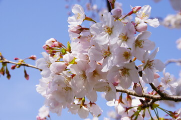 桜