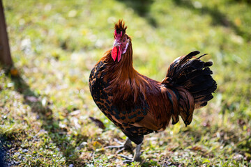 rooster in the grass