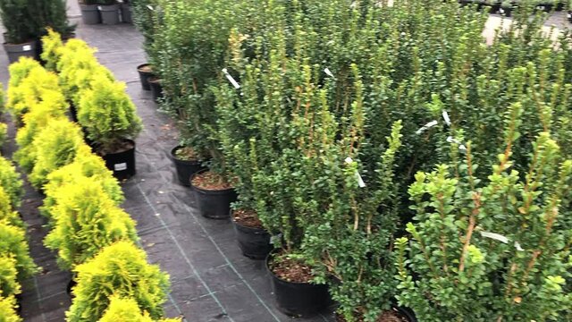 Autumn sale of spruce trees and shrubs in the plant nursery