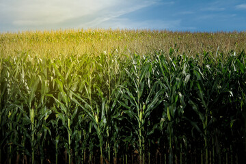 corn crop - agriculture concept - work on the farm