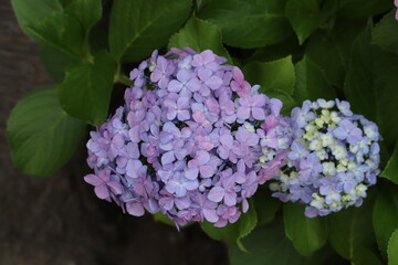 初夏の公園に咲く赤紫色のアジサイの花