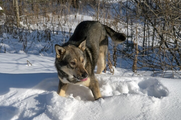 Portrait of a young mongrel dog standing against a background of white snow.