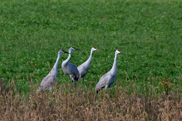 Sandhill cranes in a field in the fall before migrating south