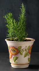 growing rosemary bush in ceramic pot, spice on white table