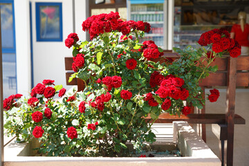 Fototapeta na wymiar A bush of dark red roses in an urban environment.