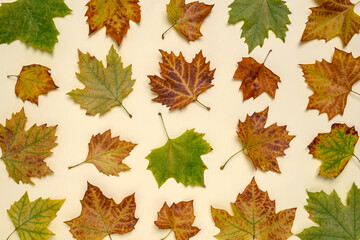Creative autumn leaves background