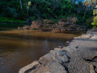 Flood Damaged Tree In Water