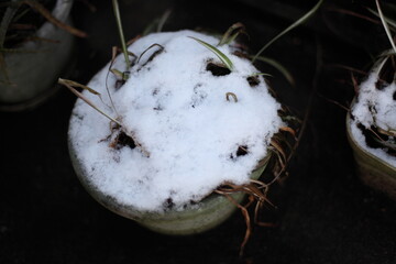 雪が積もった植木鉢