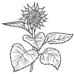 Monochrome drawing, Closed sunflower flower, bud with leaves, with fine texture