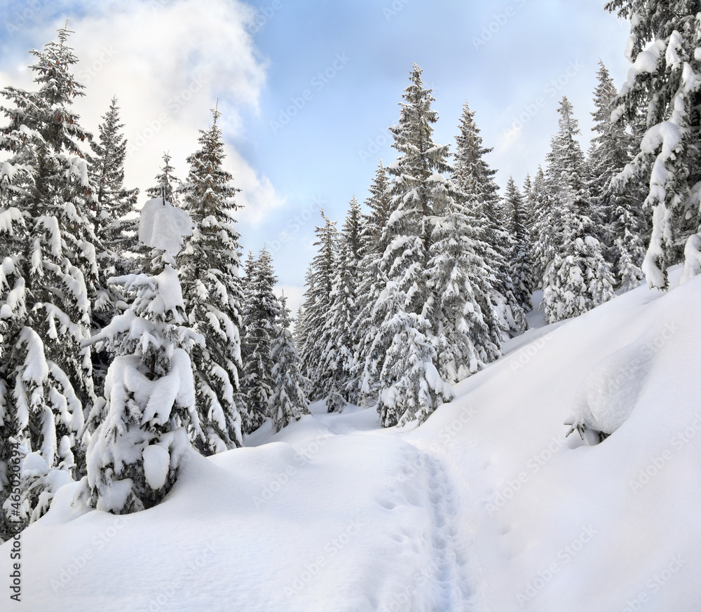 Wall mural winter landscape of mountains with path with footprints in snow following in fir forest and glade. c