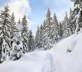 Winter landscape of mountains with path with footprints in snow following in fir forest and glade. Carpathian mountains