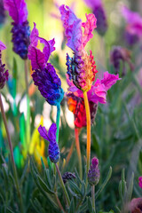 Lavande papillon sous les couleur de l'arc en ciel